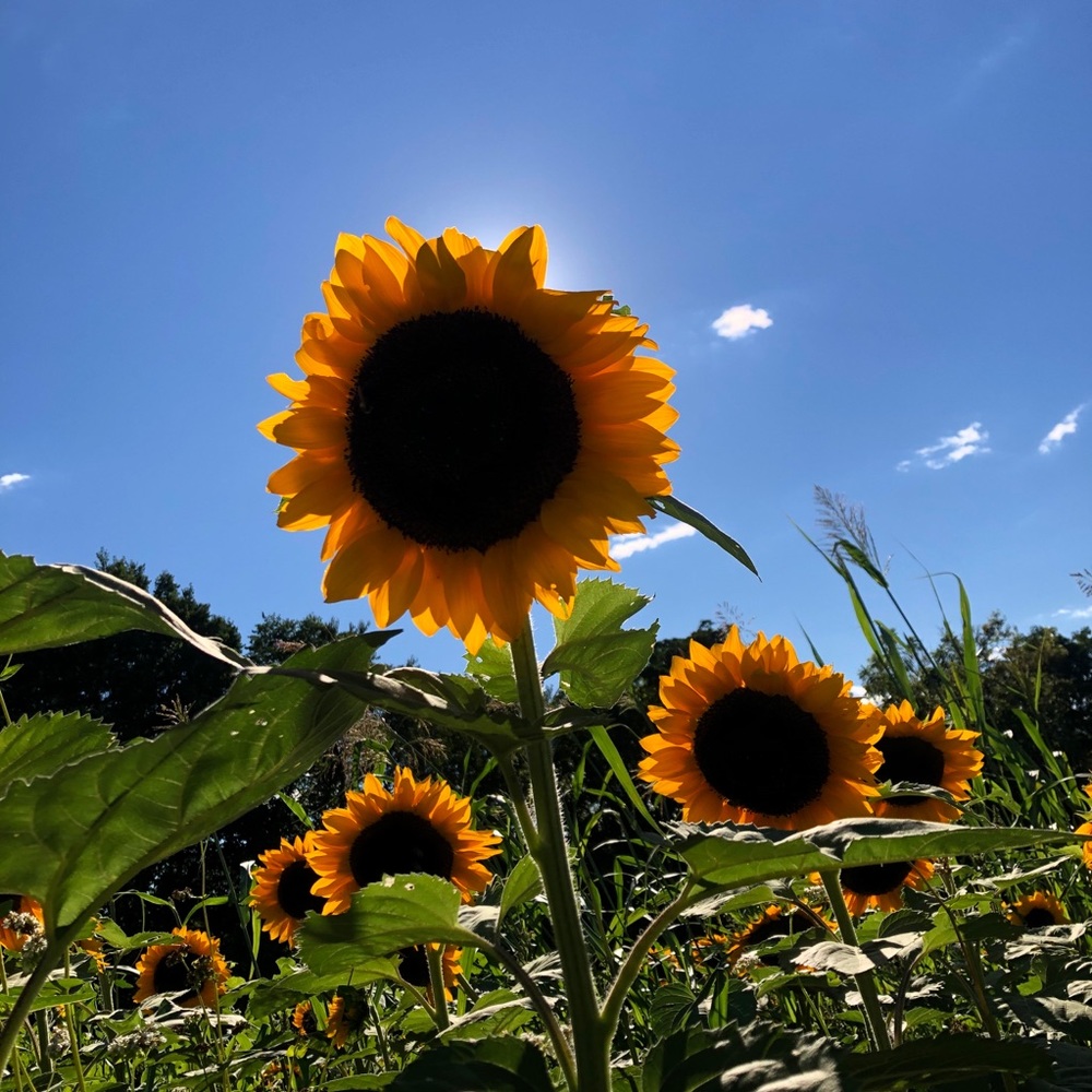 Meet your Posher, Sophia